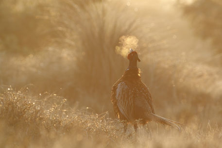 Ring-necked-pheasant