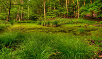 The Swamp Revisited von Keld Bach