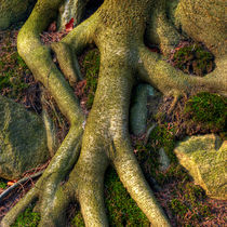 Roots of Life by Keld Bach