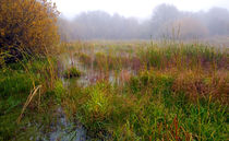 Misty Wetlands by Keld Bach