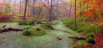 The Swamp by Keld Bach