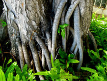 Roots run deep in Hawaii von angelannette