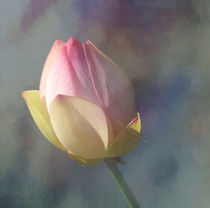 Lotus am Faden von Franziska Rullert
