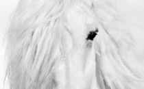 White horse by Tamara Didenko
