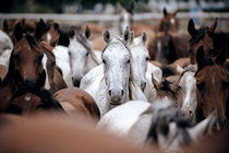 Herd of arabian horses von Tamara Didenko