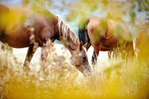 Horse herd von Tamara Didenko