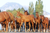 Herd of arabian horses by Tamara Didenko