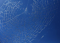 'Spinnennetz' von Wolfgang Dufner
