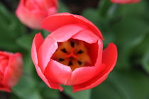 Rote Tulpenblüte von alsterimages