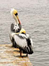 pelican snooze  von picadoro
