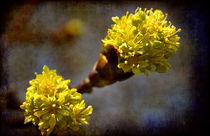Spring in Yellow von Milena Ilieva
