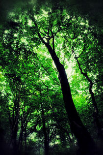 Deep Forest von ian hufton