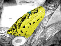 Yellow Anakonda with blue diamond eye by tiaeitsch