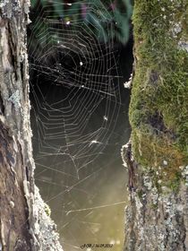 Spinnennetz am Bach by badauarts