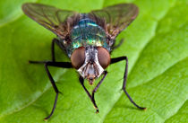 Greenbottle Fly by Keld Bach