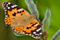 Painted Lady by Keld Bach