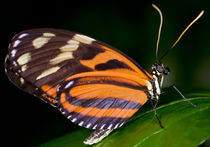 Tiger Longwing Butterfly by Keld Bach