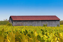 Country Scenery with barn and tobacco field.