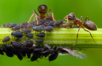 Clever Ants by Keld Bach