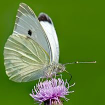 Cabbage White by Keld Bach