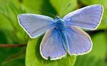 Common Blue by Keld Bach