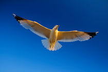 White bird soaring in the blue sky by Zoltan Duray