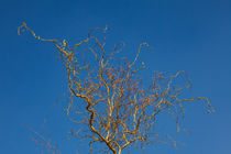 Winter Tree by safaribears