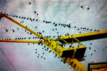 Vogelschwarm by pahit