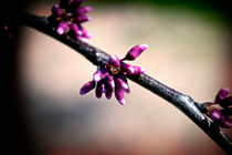 Spring Macro by Milena Ilieva
