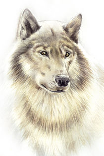 Wolf von Karin Russer