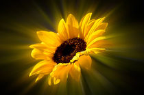 leuchtende Sonnenblume by Barbara  Keichel