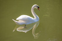 Swan Lake 2 by safaribears