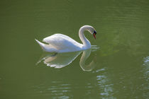 Swan Lake 1 by safaribears