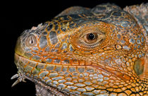 Iguana Profile von Keld Bach