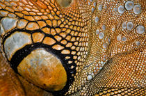 Iguana Texture von Keld Bach
