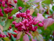 Herbst in Pink by Heidrun Carola Herrmann