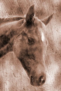 Pferd von Christine Bässler