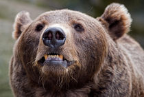Angry Bear von Keld Bach