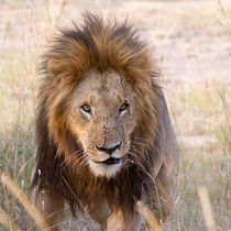 Löwe (Panthera leo) von Ralph Patzel