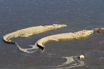 Krokodile im Wasser von Ralph Patzel