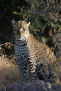 Leopard (Panthera pardus) by Ralph Patzel