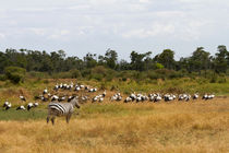 Zebra unter Störchen by Ralph Patzel