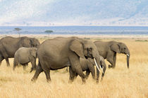 Afrikanische Elefanten von Ralph Patzel