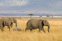 Afrikanische Elefanten by Ralph Patzel