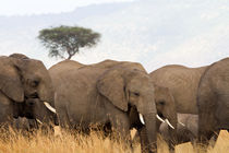 Afrikanische Elefanten von Ralph Patzel