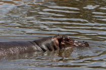 Flusspferd (Hippopotamus amphibius) von Ralph Patzel