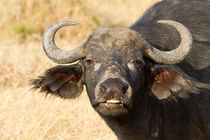 Afrikanischer Büffel (Syncerus caffer) by Ralph Patzel