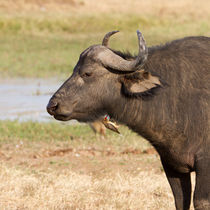 Afrikanischer Büffel (Syncerus caffer) von Ralph Patzel