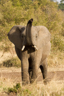Afrikanischer Elefant (Loxodonta africana) by Ralph Patzel