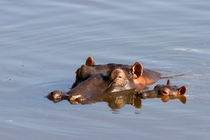 Flusspferde (Hippopotamus amphibius) von Ralph Patzel